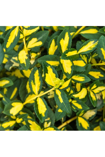 Бруслина форчуна Блонді на штамбі